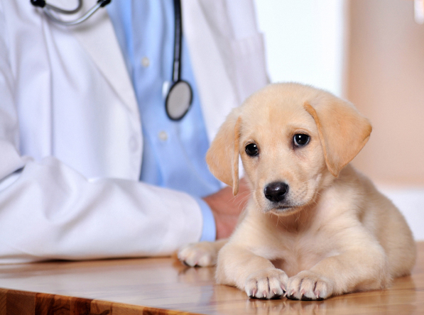 Burlington, Essex & Rutland, VT. Animal Clinic Insurance